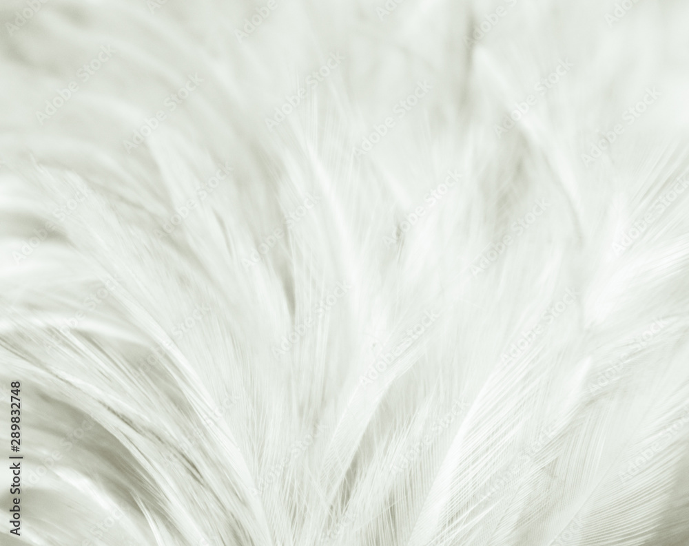 Beautiful abstract close up color black and white feathers background and wallpaper