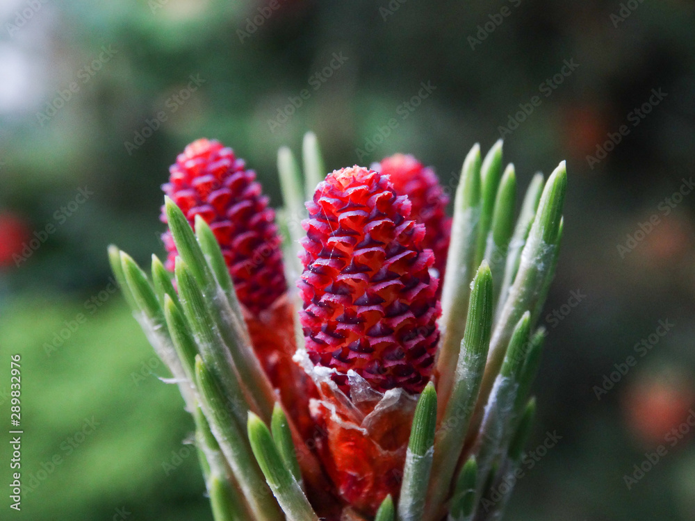 Pine Pine