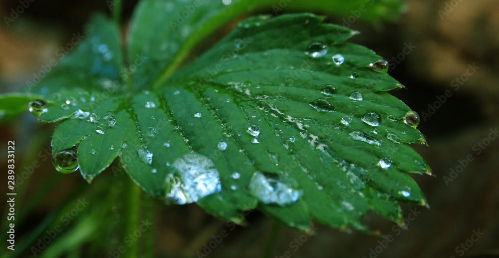 Raindrops