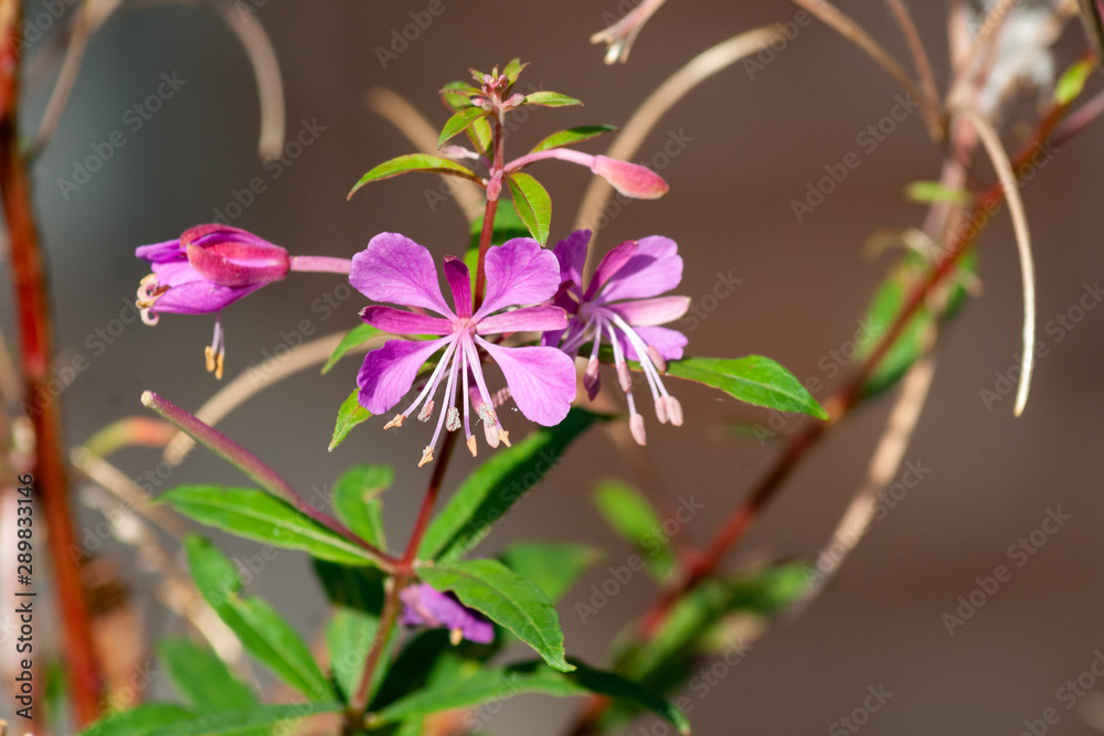 Blüte