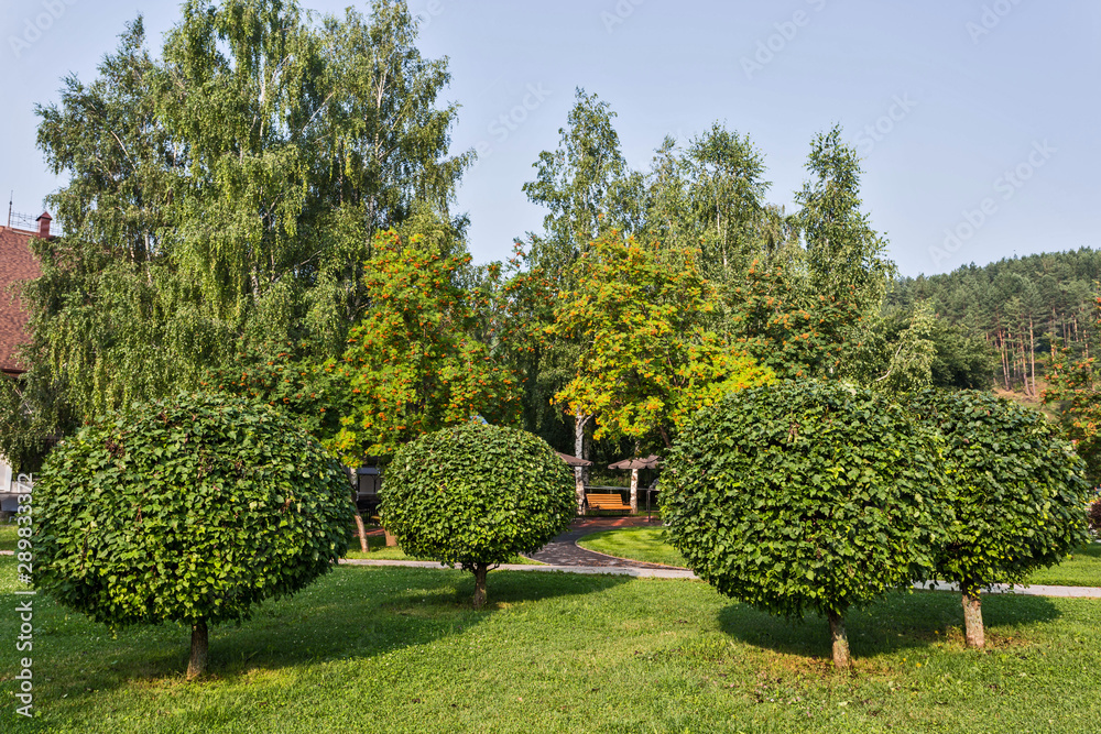 round tree in the garden