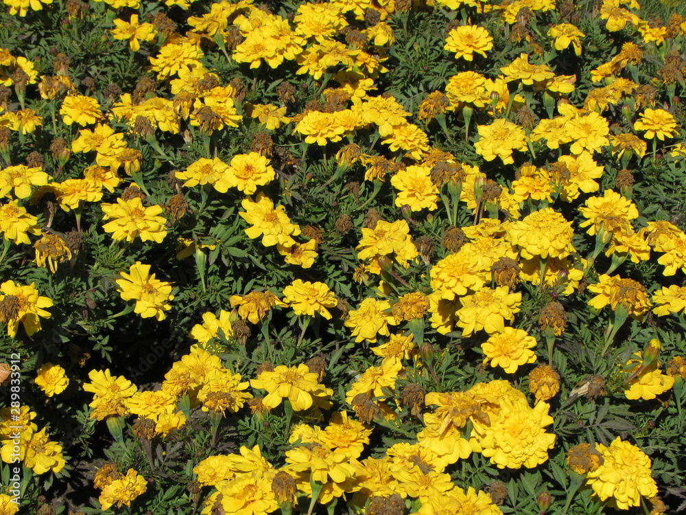 Flowers Flowers