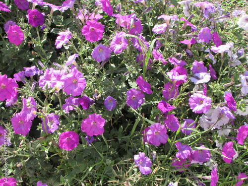 flowers in the garden.
