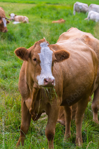 Grasende Kühe auf der Weide © nounours1