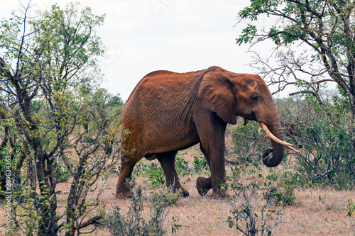 Single elephant in the savannah