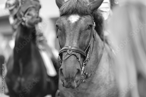 Close-up of a monochrome image of the head of a harnessed horse © Anna Jurkovska