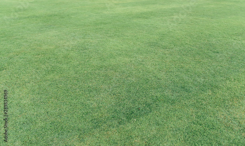 Field of fresh green grass texture. Background