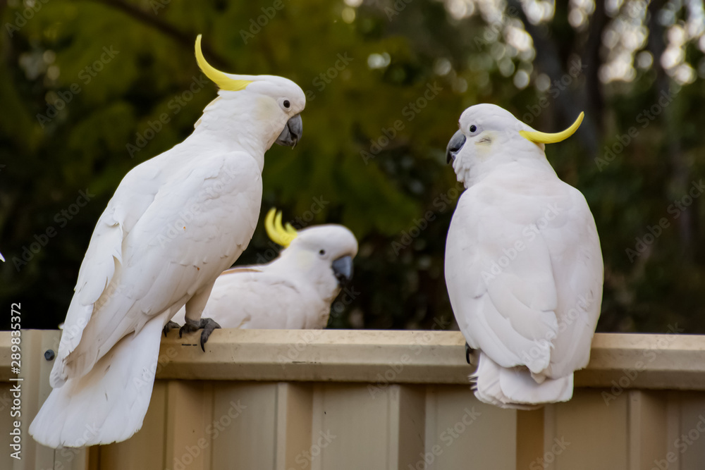 Sulphur-crested cockatoos seating on a fence. Urban wildlife. Australian backyard visitors Sulphur-crested cockatoos seating on a fence. Urban wildlife. Australian backyard visitors