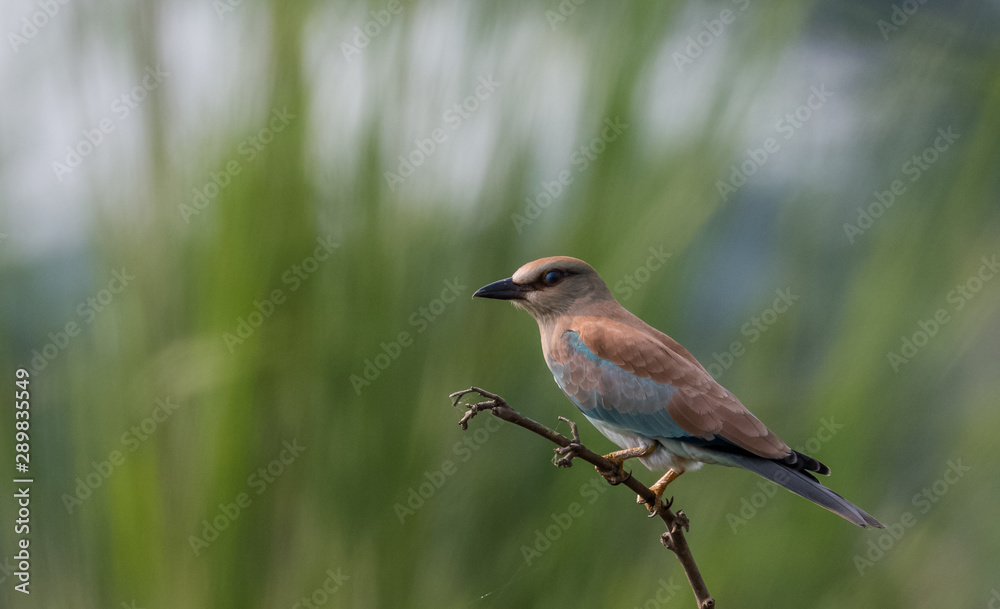 Fototapeta premium Eurasian Roller sitting on tree