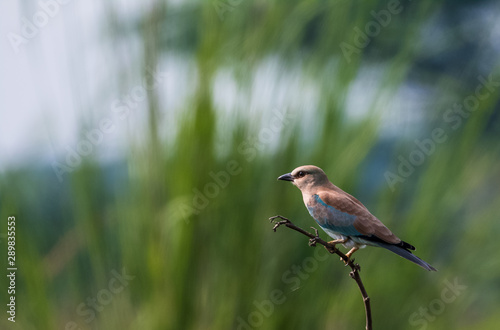 Eurasian Roller sitting on tree