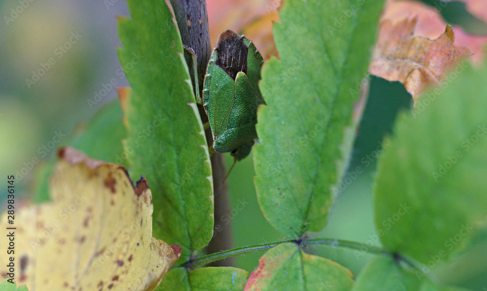 Fototapeta premium bedbug on a Bush among the leaves