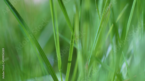 vertical stems of grass in the thick