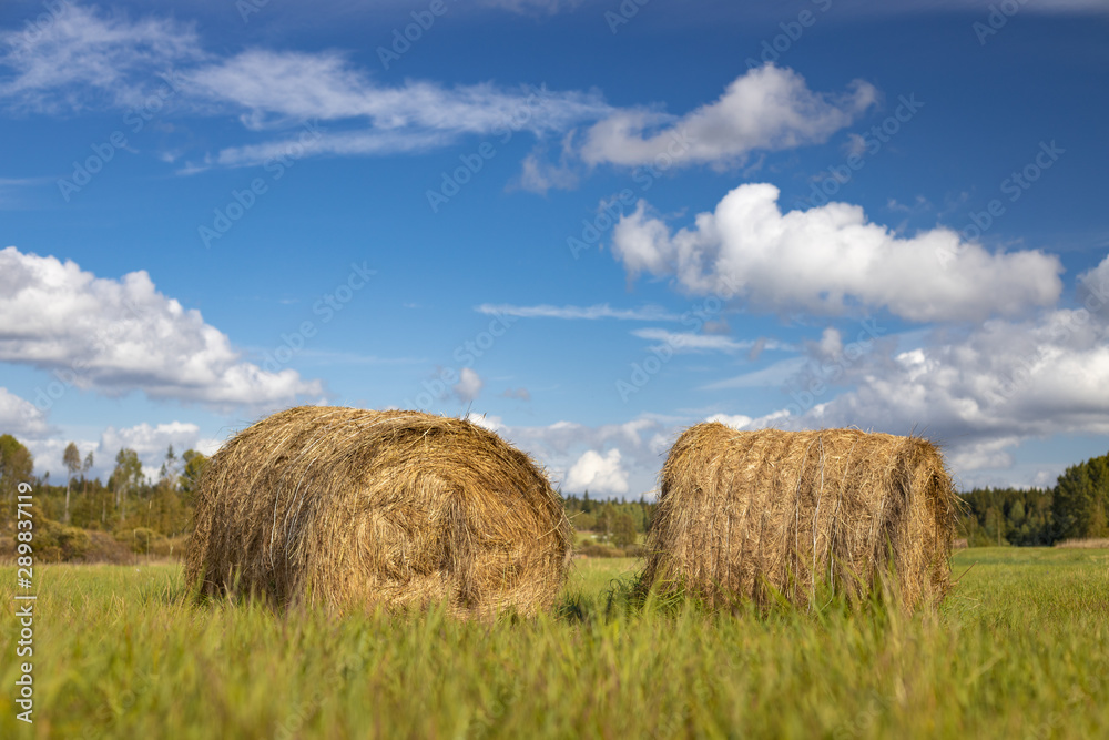 Stacks of straw on the field. Sunny weather. Blurred background