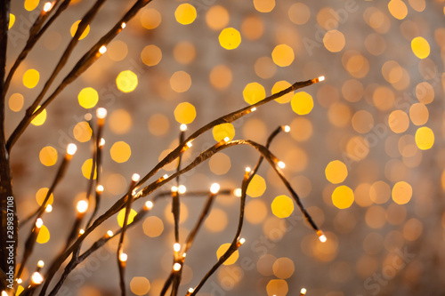 tree branches in the lights close-up