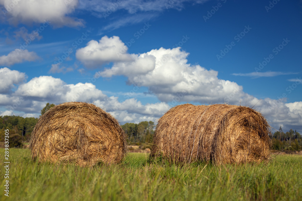 Stacks of straw on the field. Sunny weather. Blurred background Stacks of straw on the field. Sunny weather. Blurred background