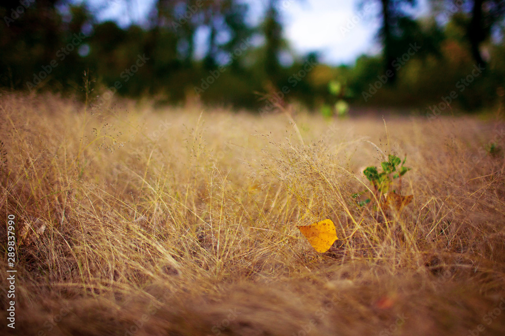 Fototapeta yellow leaves on dry grass.