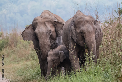 Asian Big Elephant with family roaming at Jim Corbett National Park