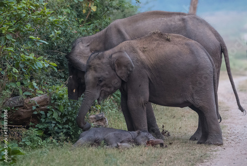 Asian Big Elephant with family roaming at Jim Corbett National Park