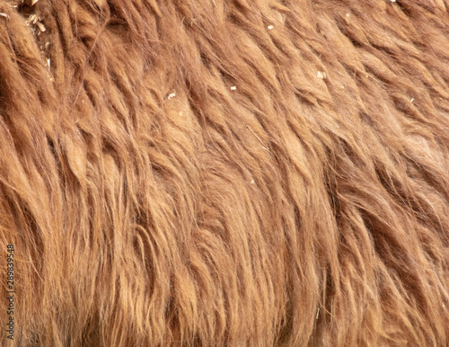Skin on a llama as an abstract background
