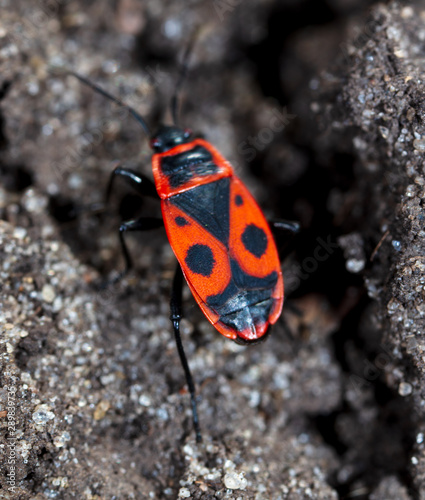 Portrait of a beetle in the ground