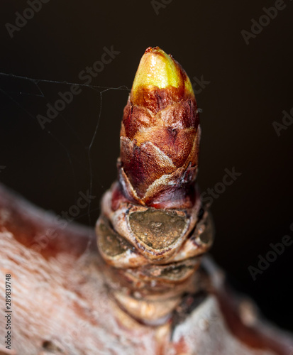 A bud on a tree in a park in spring