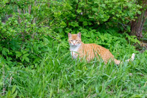 red cat stands in the grass