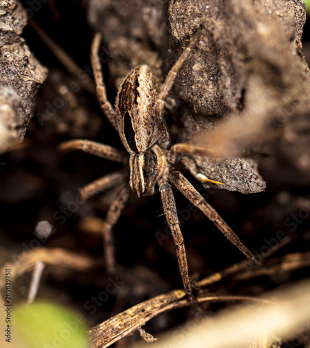 Portrait of a spider in the ground