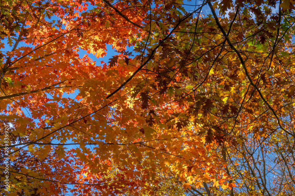 Autumn foliage nature background with bright orange maple leaves