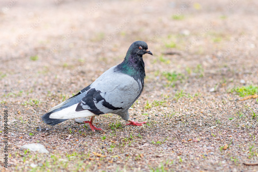 pigeon walks on the ground pigeon walks on the ground