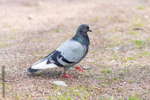 pigeon walks on the ground