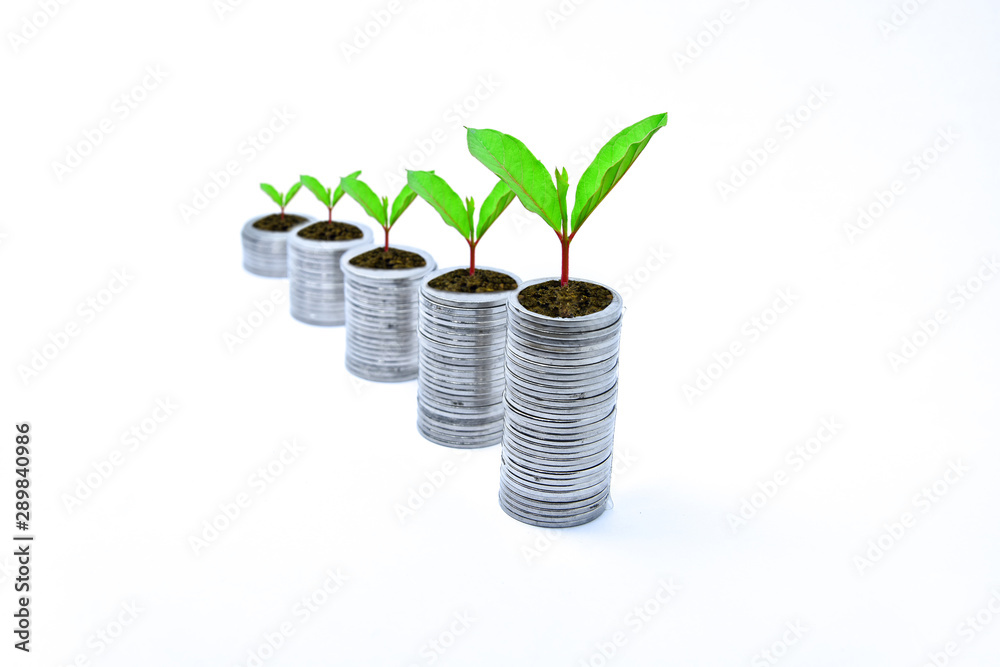Coins are arranged in rows and stacked in a pile. There are young shoots of growing trees. This picture shows the growing finances, with white background Coins are arranged in rows and stacked in a pile. There are young shoots of growing trees. This picture shows the growing finances, with white background