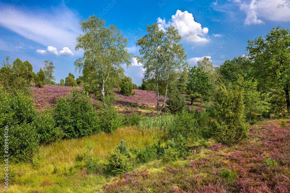 The Lueneburg Heath Nature Park (German: Naturpark Lüneburger Heide) in Lower Saxony, Germany. The Lueneburg Heath Nature Park (German: Naturpark Lüneburger Heide) in Lower Saxony, Germany.