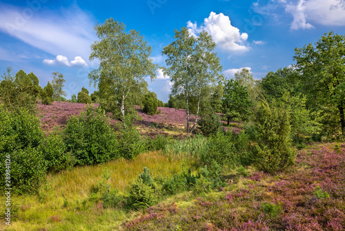 The Lueneburg Heath Nature Park (German: Naturpark Lüneburger Heide) in Lower Saxony, Germany.