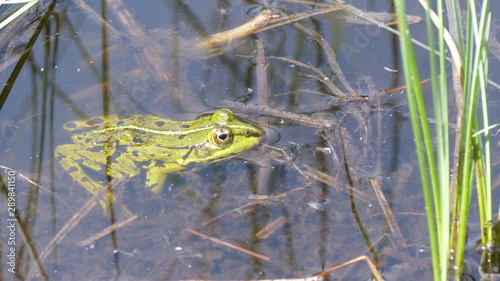 frog