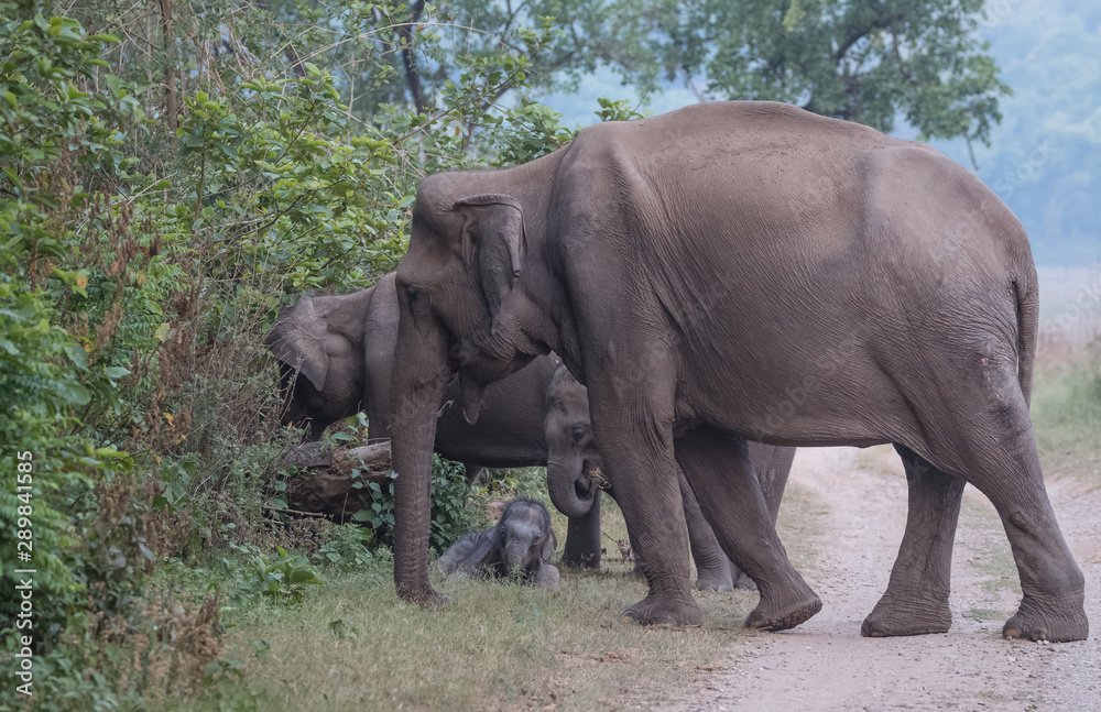 Fototapeta premium Asian Big Elephant with family roaming at Jim Corbett National Park