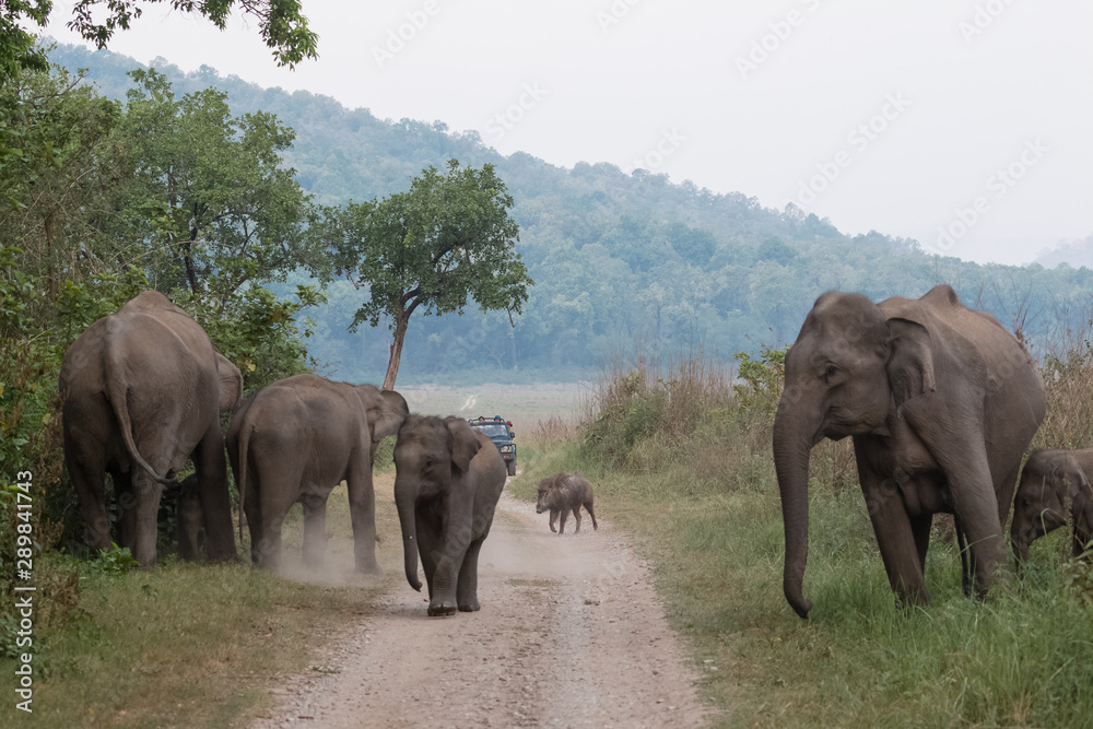 Fototapeta premium Asian Big Elephant with family roaming at Jim Corbett National Park