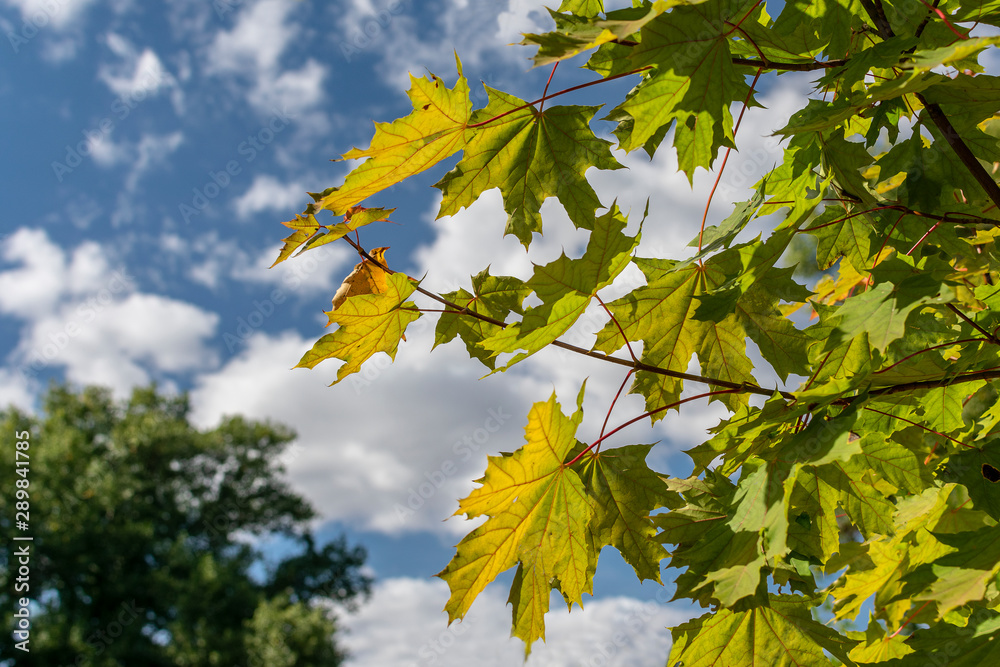 Yellowing maple leaves against the blue sky on a sunny day Yellowing maple leaves against the blue sky on a sunny day