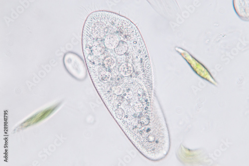 Murais de parede Paramecium caudatum is a genus of unicellular ciliated protozoan and Bacterium under the microscope