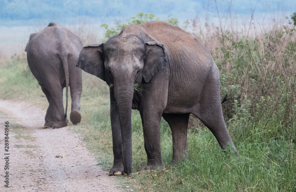 Asian Big Elephant with family roaming at Jim Corbett National Park