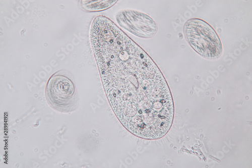 Paramecium caudatum is a genus of unicellular ciliated protozoan and Bacterium under the microscope.