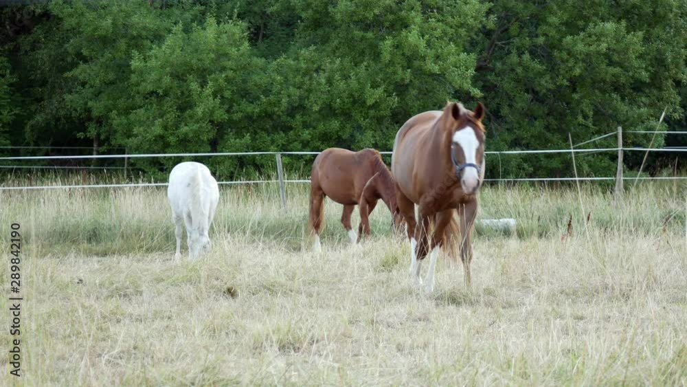 One white and two chestnut or brown horse with long mane grazing on a field near forest One white and two chestnut or brown horse with long mane grazing on a field near forest