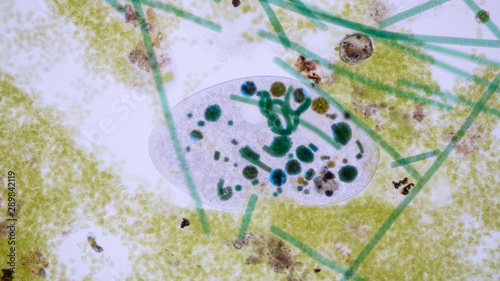 Fotografie Frontonia sp
