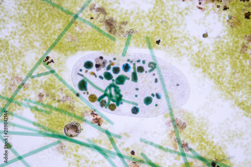 Fotografie Frontonia sp