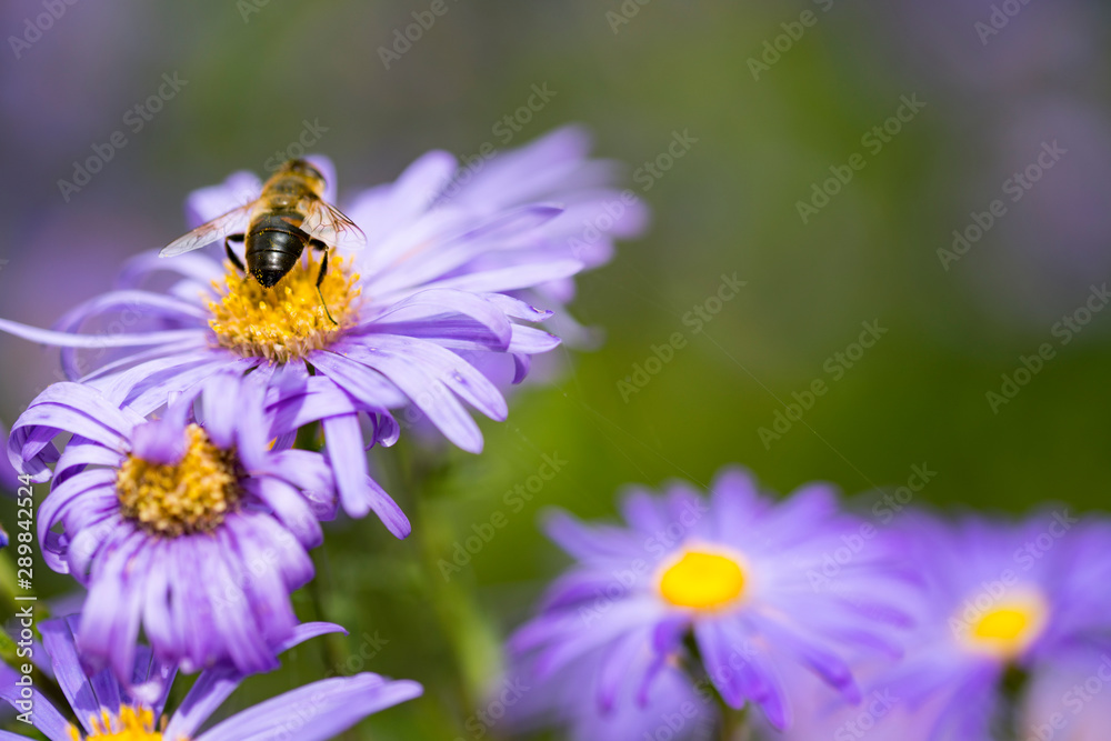 Close up bee on blue aster. Violet flowers.3 Close up bee on blue aster. Violet flowers.3