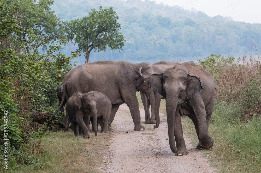 Obraz premium Asian Big Elephant with family roaming at Jim Corbett National Park