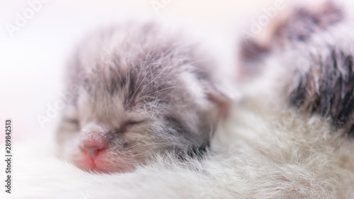Cute newborn kitten sleeping, baby animal sleep, fifth day of life, closeup face portrait.