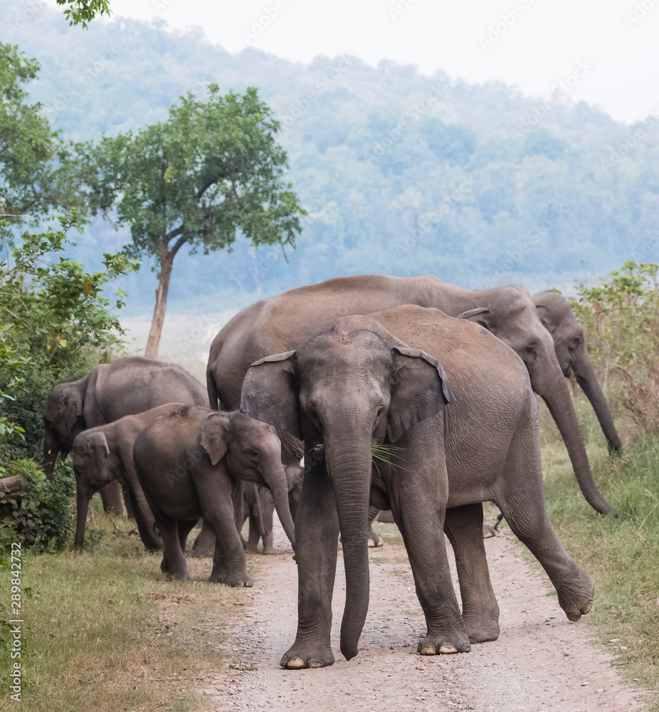 Asian Big Elephant with family roaming at Jim Corbett National Park