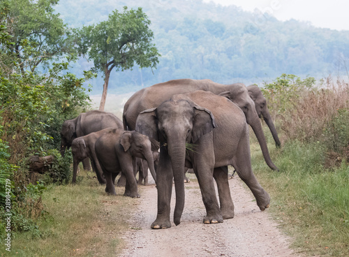 Asian Big Elephant with family roaming at Jim Corbett National Park