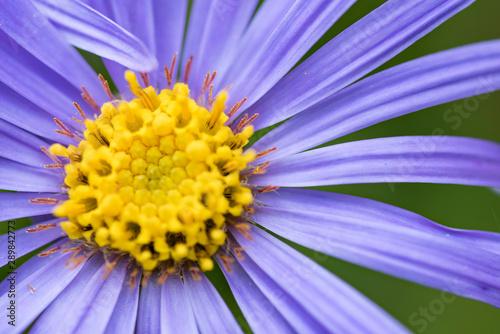 Close up bee blue aster. Violet with yellow flower  Eristalis arbustorum