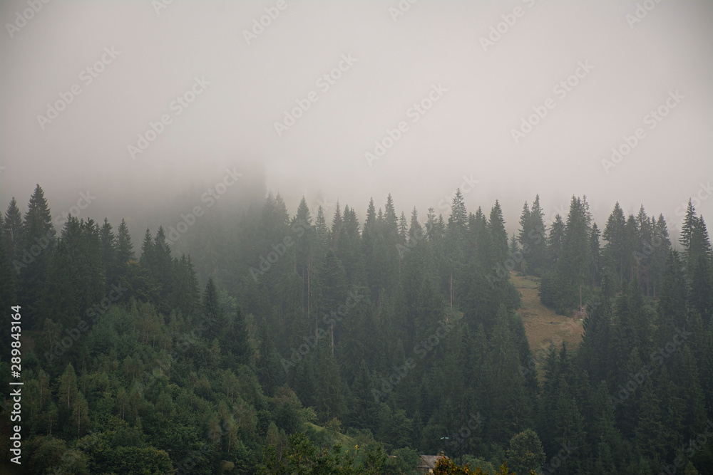 Misty forest on a mountainside in a nature reserve. Mountain in the fog.